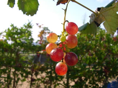 a0009747_22293011.jpg