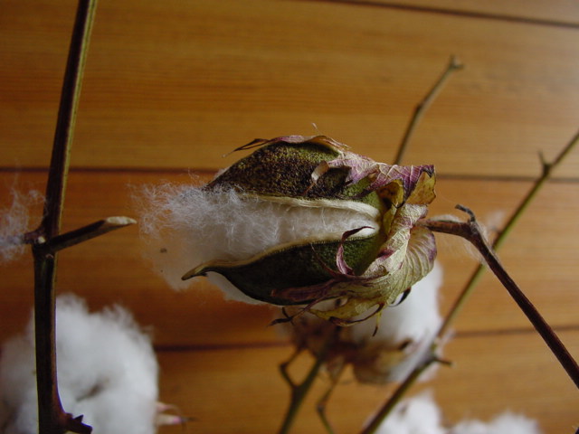 a0031000_0581417.jpg