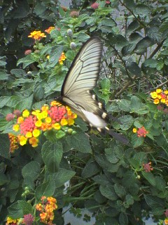 a0018200_17274635.jpg