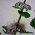 b0003651_21213319.jpg