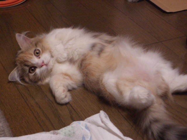 b0028067_1147116.jpg