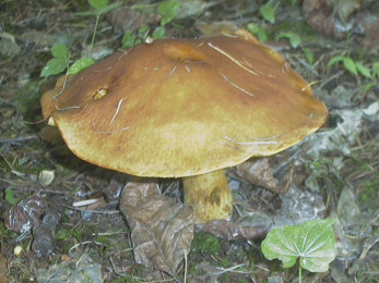 b0035533_1930936.jpg