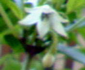 b0007895_1348672.jpg