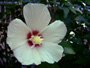 b0028100_450758.jpg