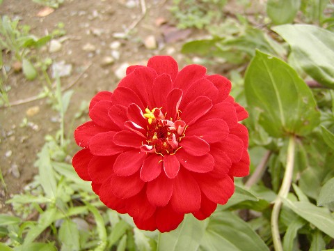 a0004023_6492573.jpg