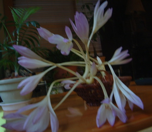 a0011999_16391783.jpg