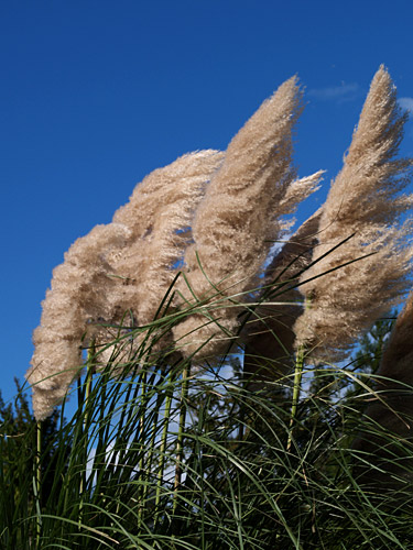 a0003746_14161478.jpg