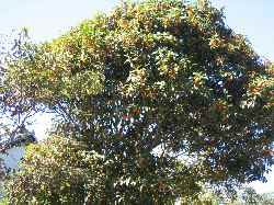 b0009849_17124910.jpg