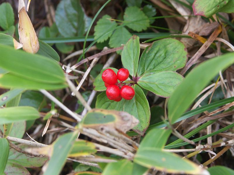 b0039226_7282153.jpg