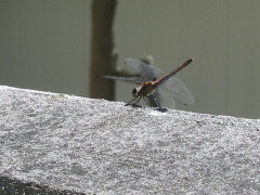 b0039373_2173430.jpg