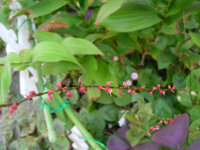 a0031000_20194867.jpg