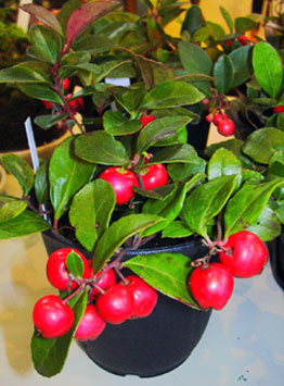 a0001354_19245912.jpg