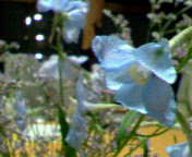 b0007895_1312172.jpg