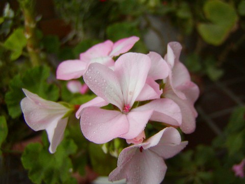a0004023_7481674.jpg