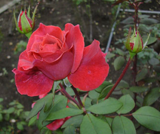 a0001354_18501135.jpg