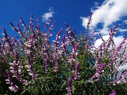 a0003746_16193135.jpg