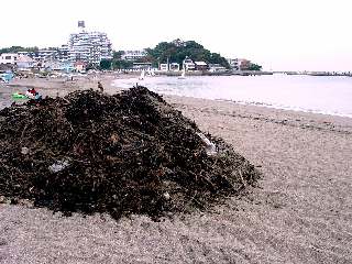a0003150_7205219.jpg