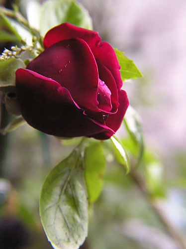 a0018146_20491723.jpg