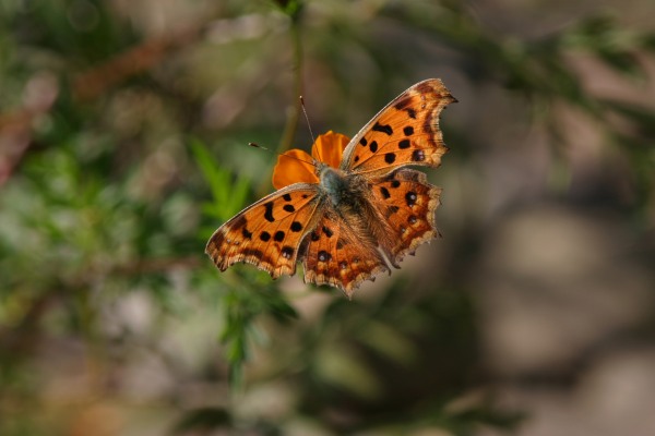 b0048463_20541289.jpg