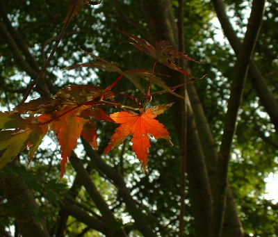 b0015260_8252415.jpg