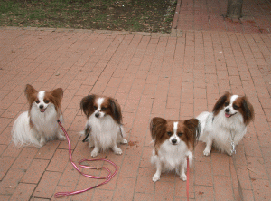 b0032962_20371914.gif