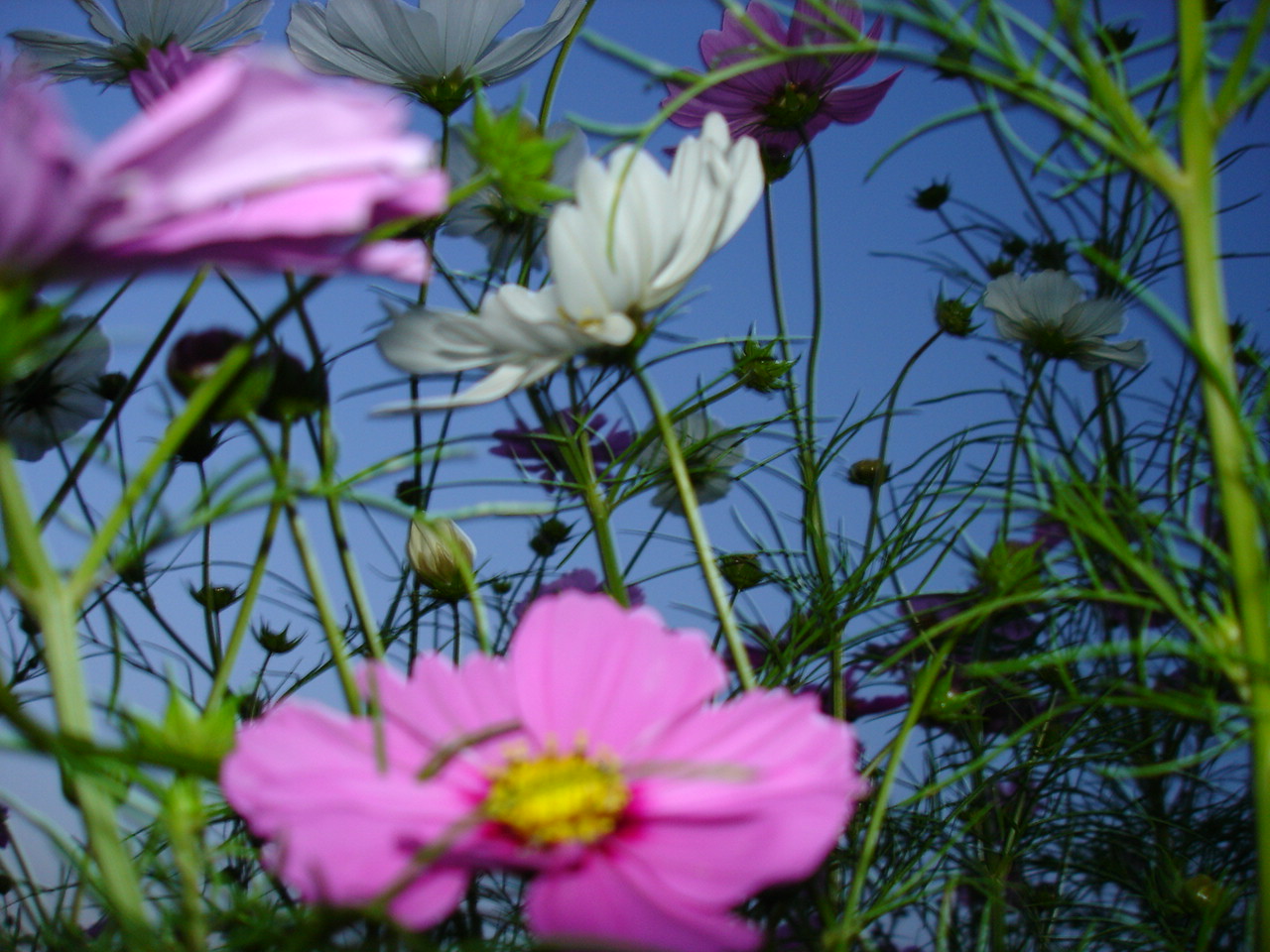 a0026254_22461868.jpg