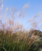 b0010882_0454022.jpg