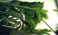 a0020929_17334210.jpg