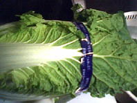 a0020929_17373458.jpg