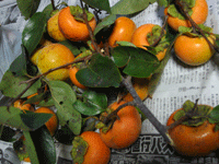 b0015891_19131758.gif