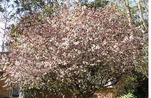 b0014416_2113620.jpg