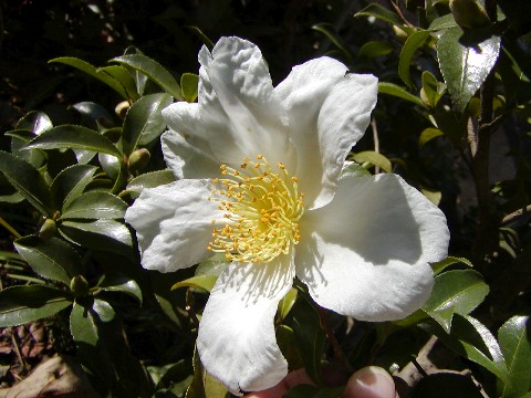 a0004023_18154622.jpg