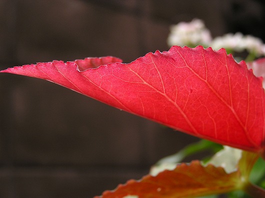 a0018655_1193396.jpg