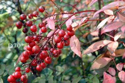 b0044632_12431682.jpg
