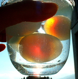 b0015260_1542678.jpg