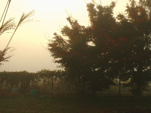 b0015260_730435.jpg