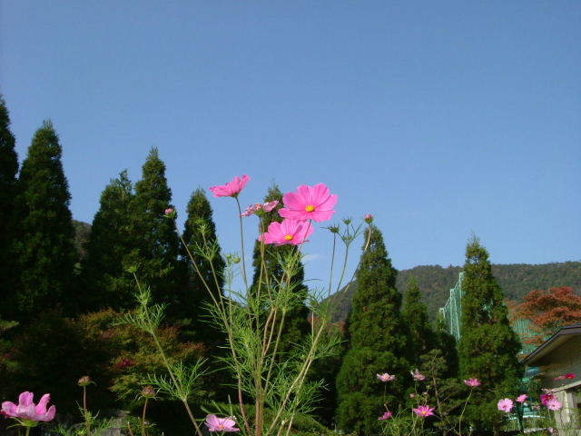 b0055171_15225751.jpg