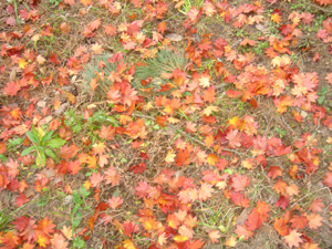 b0021132_2325141.jpg
