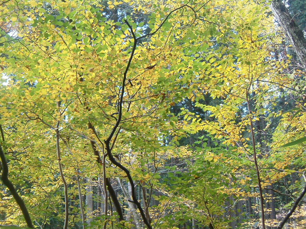 b0000252_10542748.jpg