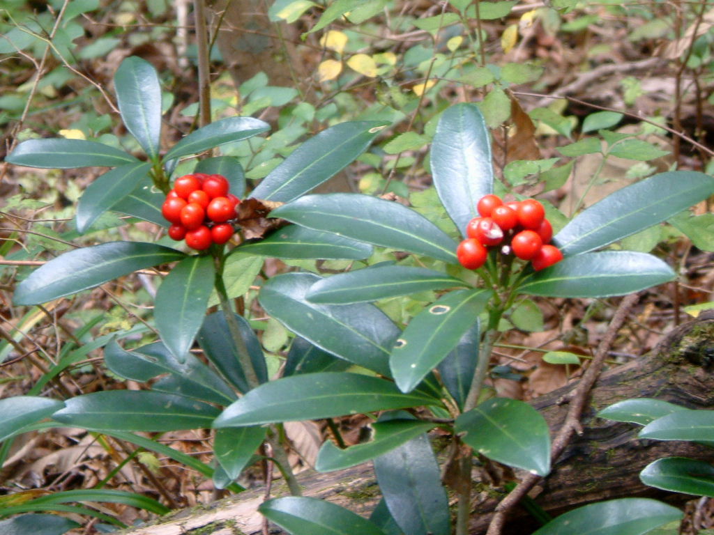 b0000252_11132557.jpg