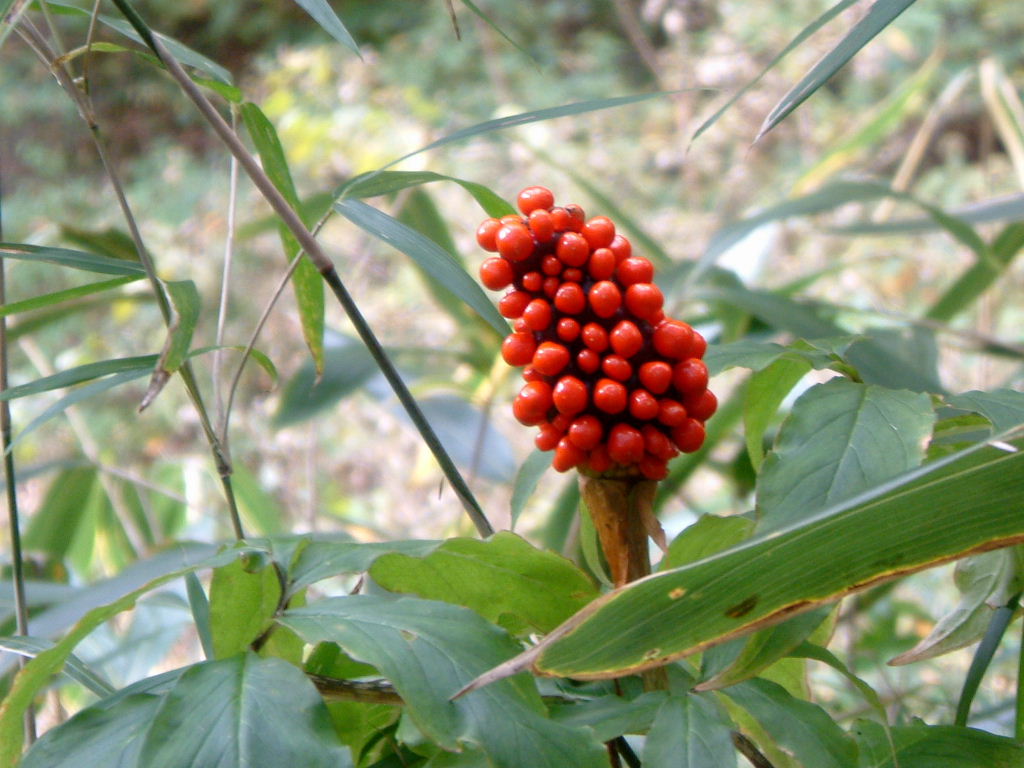 b0000252_11221227.jpg