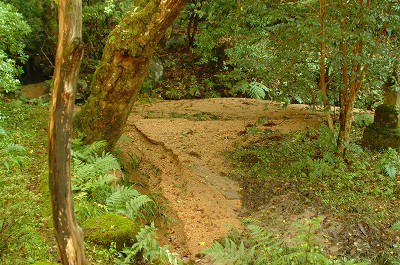 a0012542_1333379.jpg