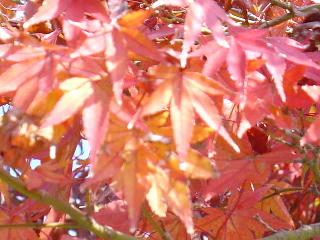 a0028482_1924198.jpg