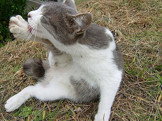 a0034419_1652938.jpg