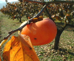 b0015260_1541028.jpg