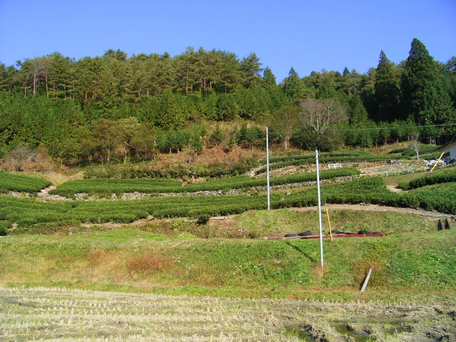 b0050305_0152699.jpg