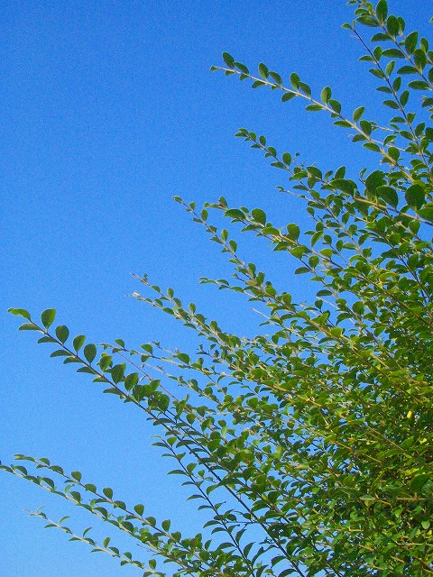 b0010882_19331161.jpg