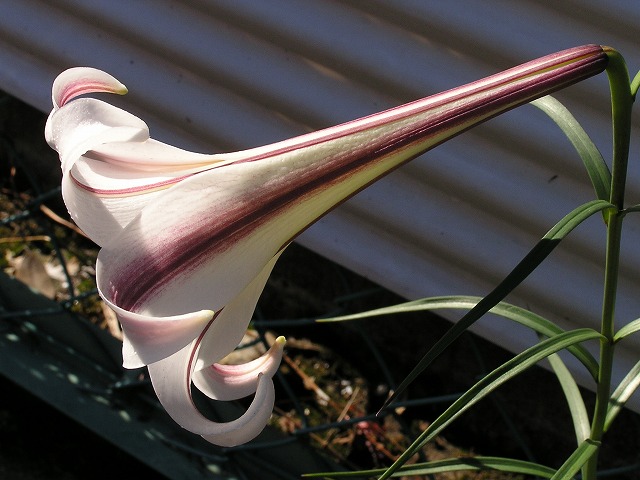 a0018655_9181960.jpg
