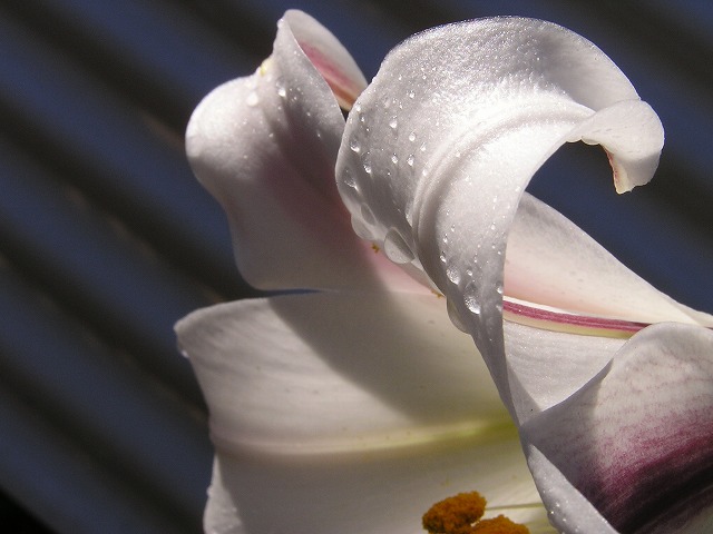 a0018655_9194227.jpg
