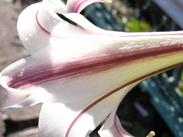 a0018655_9202691.jpg